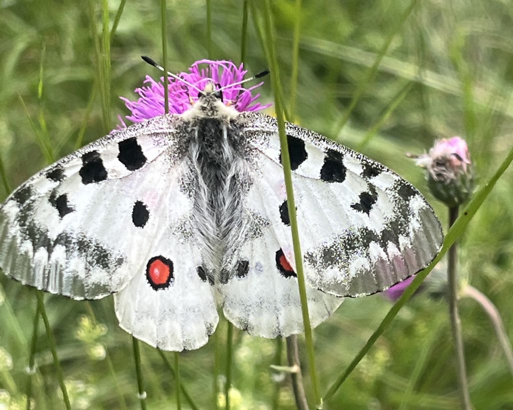 Parnassius apollo - Papilionidae